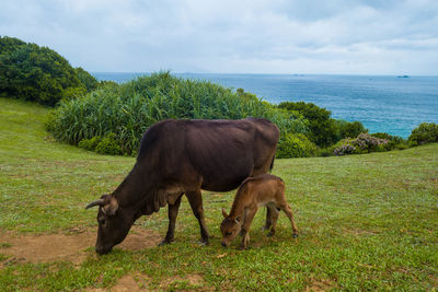 Horse on field by sea against sky