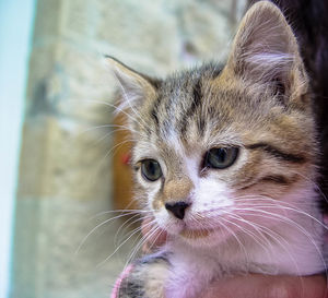 Close-up portrait of cat