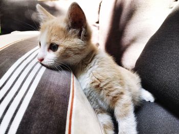 Close-up of cat sitting on sofa at home