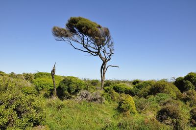 Low angle view of tree on field against clear sky