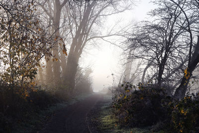 Empty road amidst trees in forest