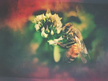 Close-up of insect on flower against blurred background