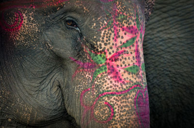 Close-up of elephant