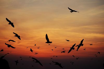 Low angle view of silhouette birds flying against sky