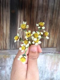 Close-up of hand holding yellow flower