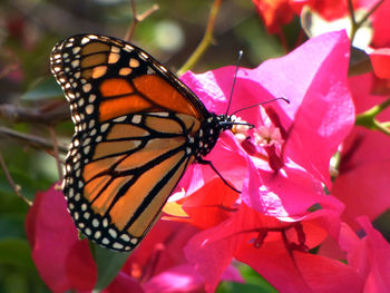 beauty in nature