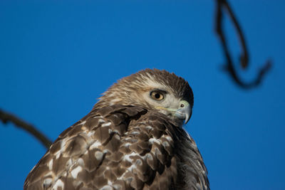 Low angle view of eagle against clear blue sky