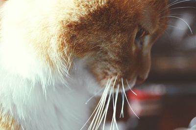 Close-up of cat looking away