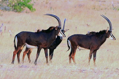 Sable antelope standing in a field