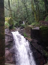 Scenic view of waterfall in forest