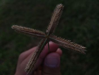 Close-up of plant