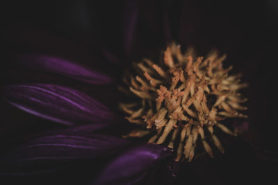 Close-up of flower over black background