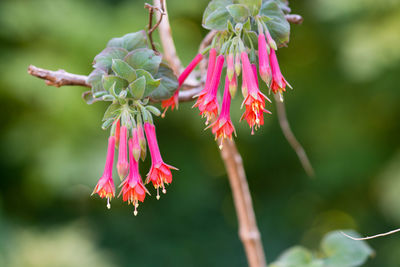 Close-up of pink flowering plant