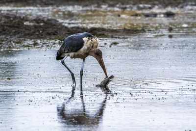 Bird on a lake