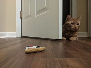 Cat lying on floor at home