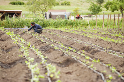 Female farmer examining plants at farm