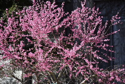 Close-up of pink cherry blossoms in spring