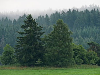 Pine trees in forest