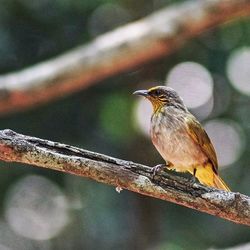 Close-up of bird perching on branch