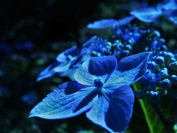 Close-up of purple flowering plant