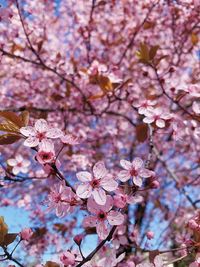 Close-up of cherry blossom