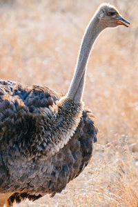 Close-up side view of a bird on land