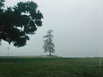 Trees on field against sky