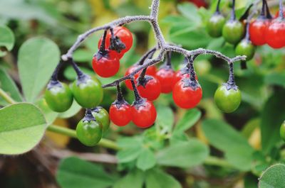 Close-up of red berries growing on tree