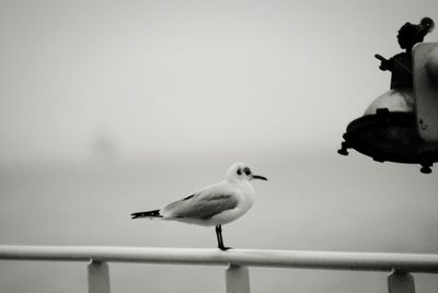 Seagull perching on pole against clear sky