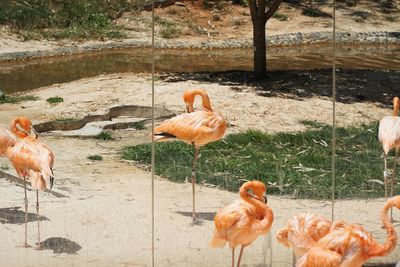 Flamingos by lakeside