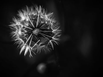 Close-up of dandelion