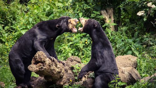 Playful malayan sun bears at edinburgh zoo