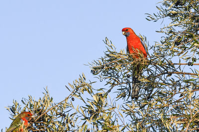 Low angle view of bird perching on tree against sky