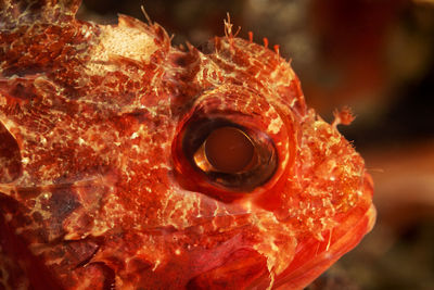 Close-up of fish underwater