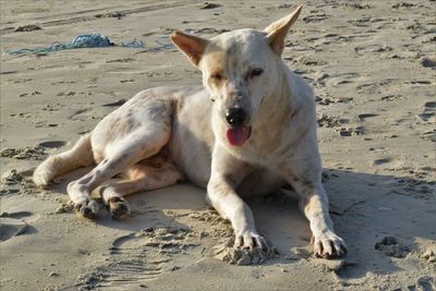 View of a dog on beach