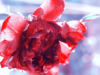 Close-up of red flower