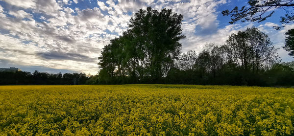 Scenic view of oilseed rape field against sky