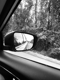 Reflection of trees in side-view mirror