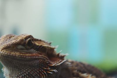 Close-up of a lizard