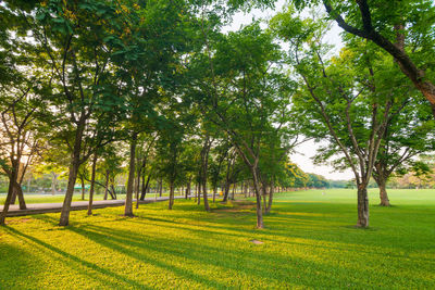 Trees on field against sky