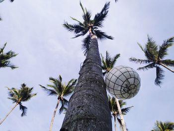 Lamp and the coconut tree under the sun