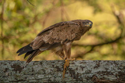 Close-up of eagle perching on rock