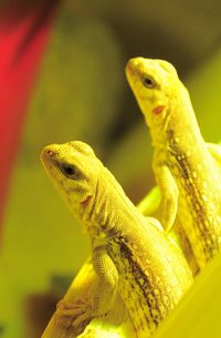 Close-up of lizard