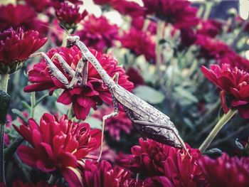 Close-up of pink flowering plants