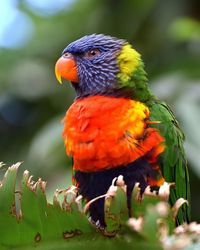 Close-up of parrot perching on branch