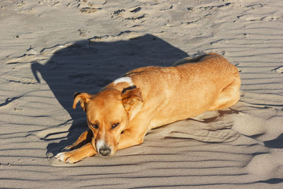 High angle view of dog lying on sand