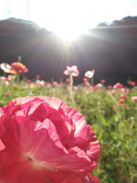 Close-up of pink flowering plant on field