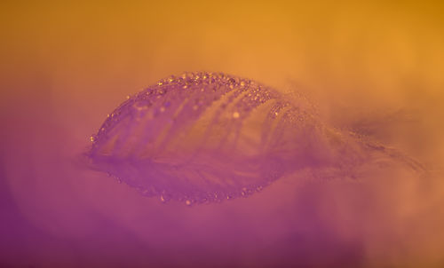 Close-up of water drops on red leaf