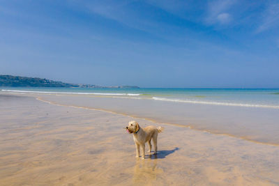 Dog on beach