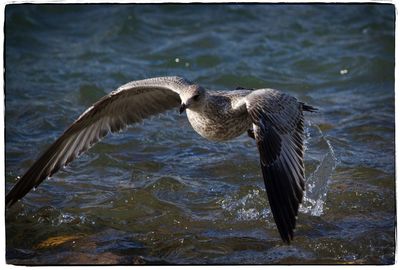 Close-up of duck swimming in lake